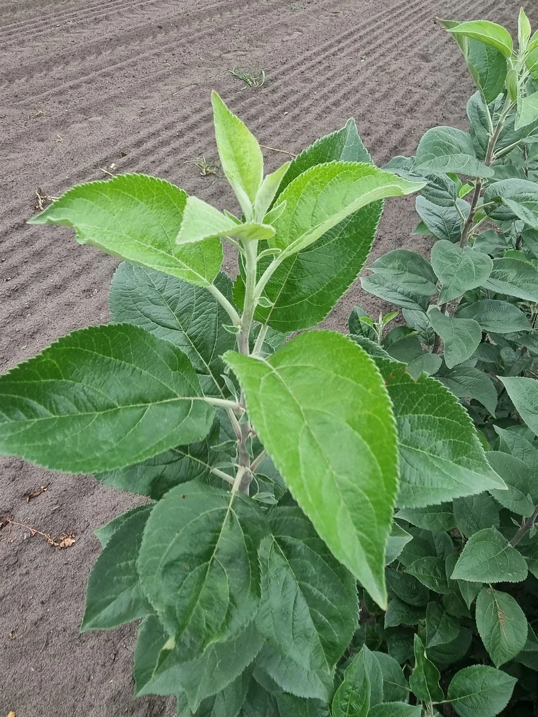 Apple rootstock coming into leaf in the propagation field