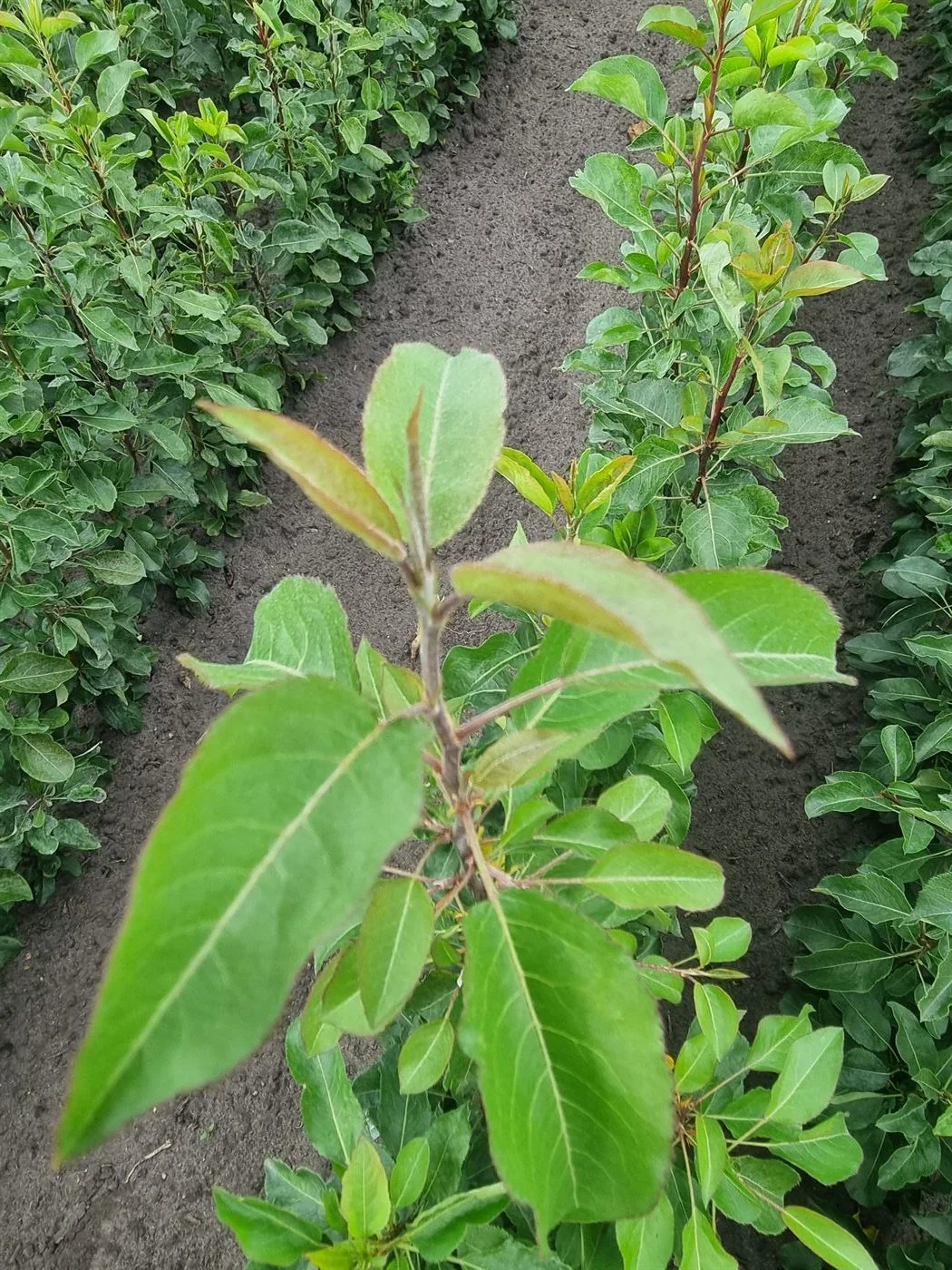 Pear rootstock coming into leaf in the propagation field