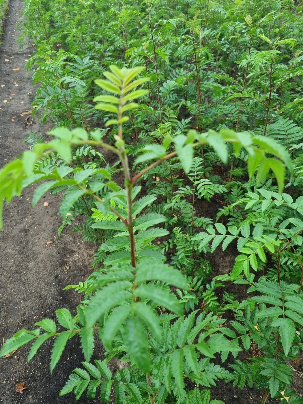 Rootstocks for ornamental trees growing in rows