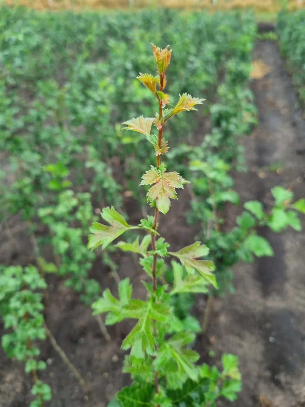 Rootstock for ornamental trees coming into leaf in the propagation field