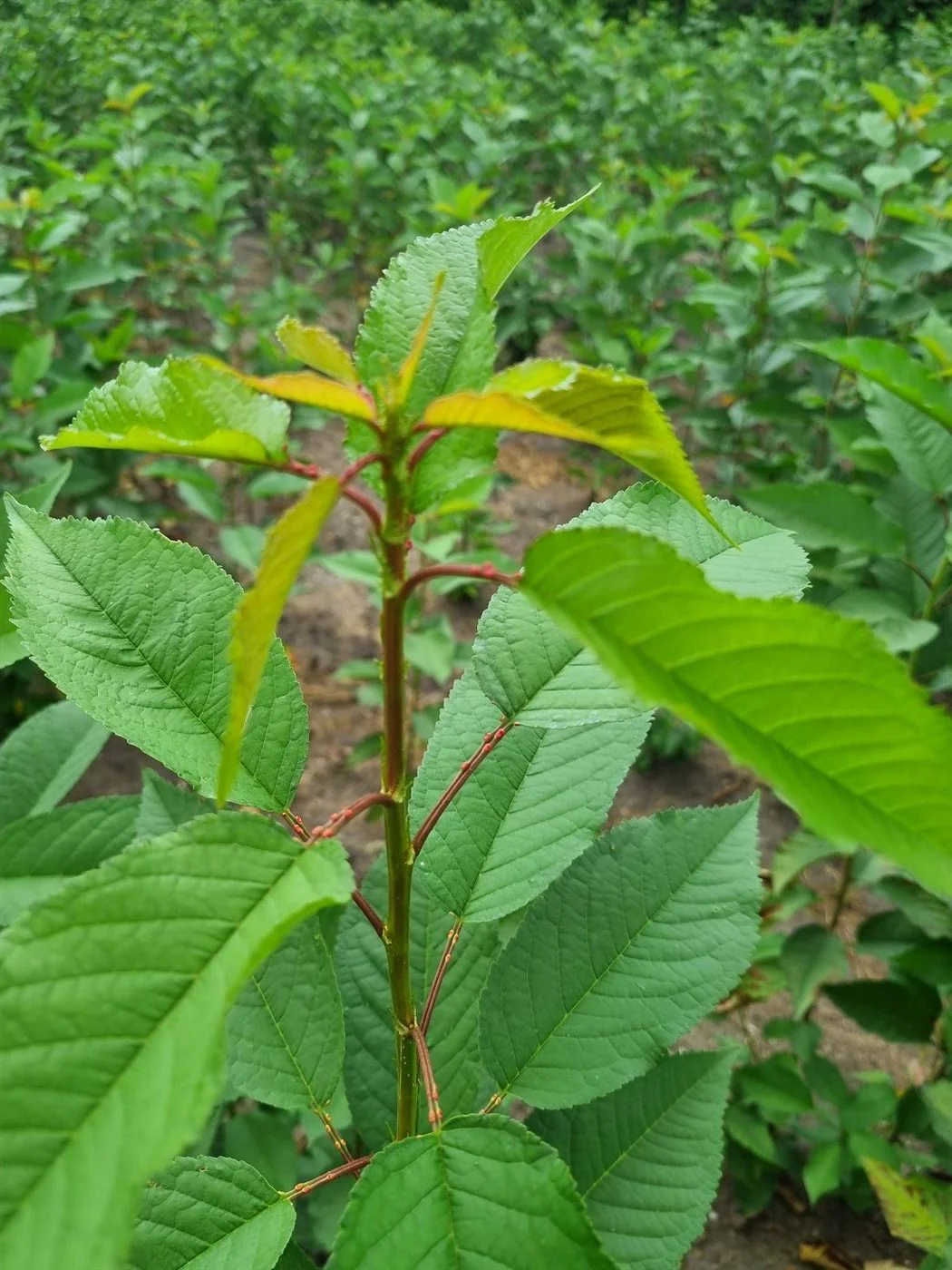 Cherry rootstock coming into leaf in the propagation field