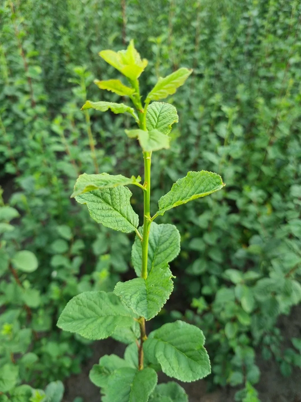 Plum rootstock coming into leaf in the propagation field