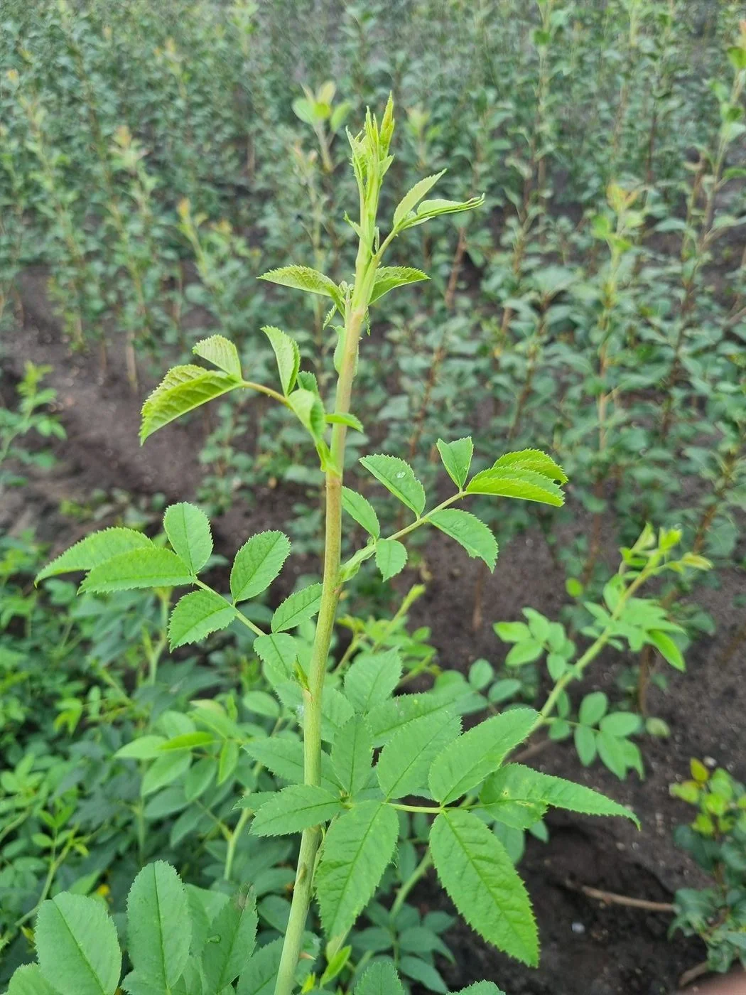 Rose rootstock coming into leaf in the propagation field