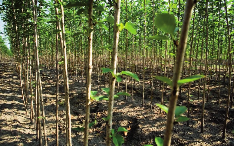Young rootstocks growing in rows
