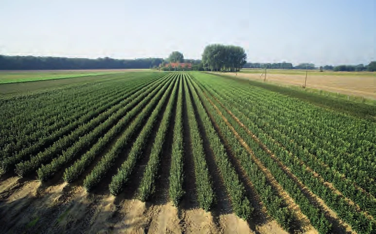 Nursery fields with the farm buildings in the background