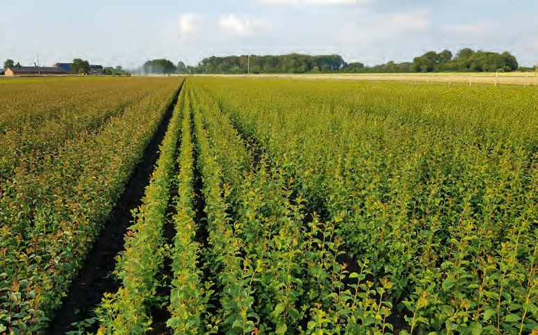 Rows of rootstocks at the nursery in Hiddingsel