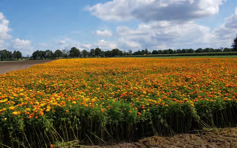 Nursery fields of LODDER-UNTERLAGEN GmbH in Dülmen-Hiddingsel