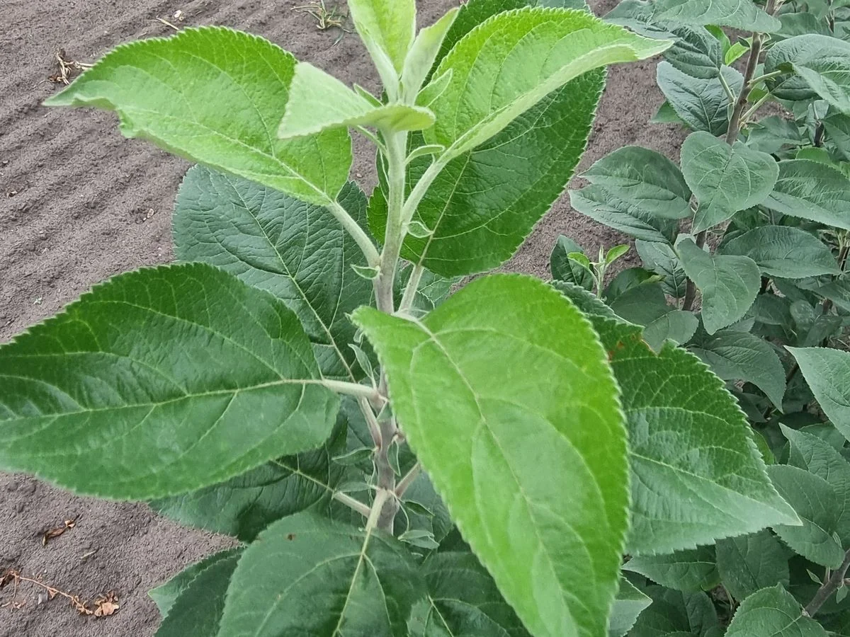 Young apple rootstocks in the nursery