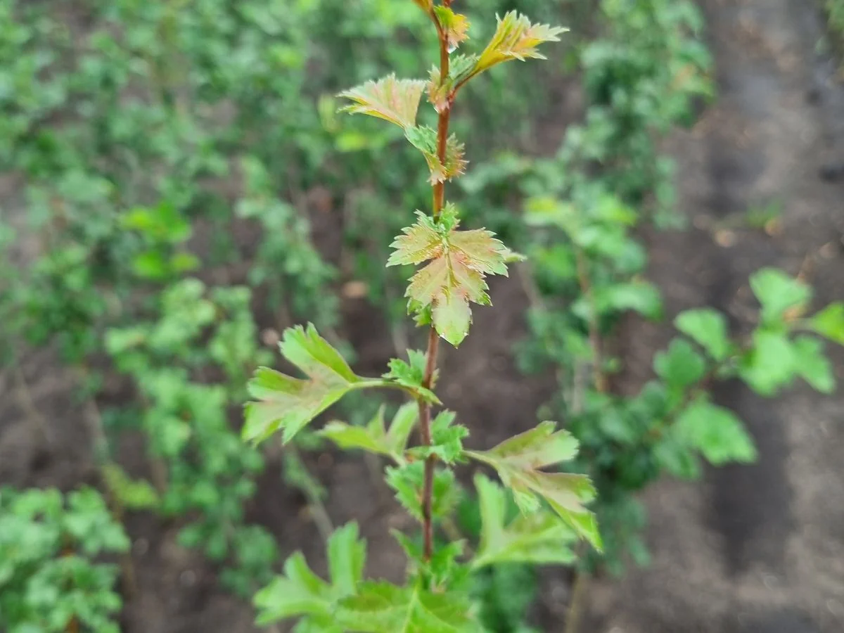 Young rootstocks for ornamental trees in the nursery