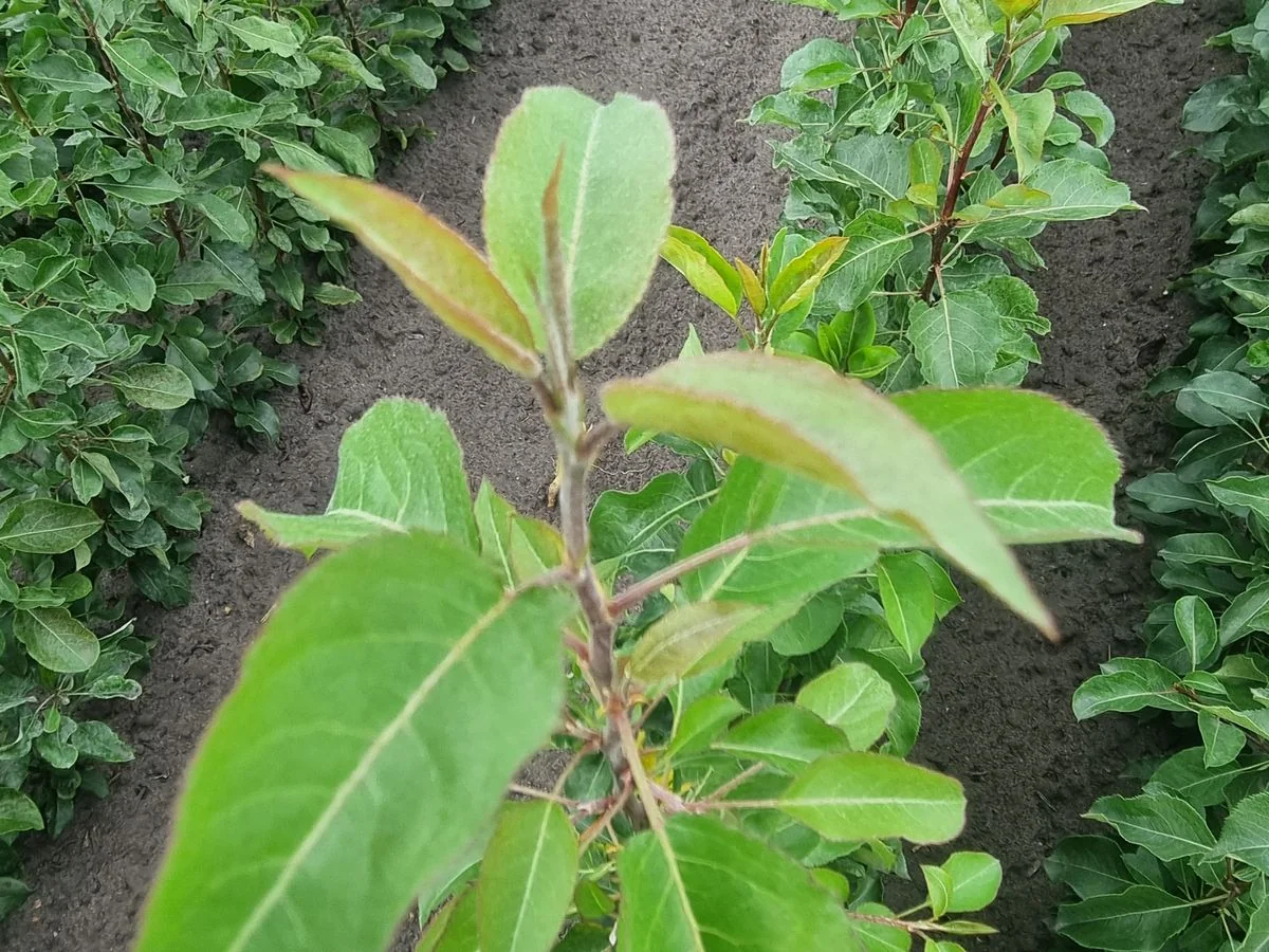 Young pear rootstocks in the nursery