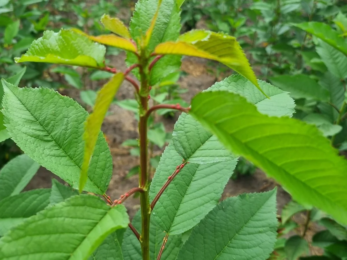 Young cherry rootstocks in the nursery