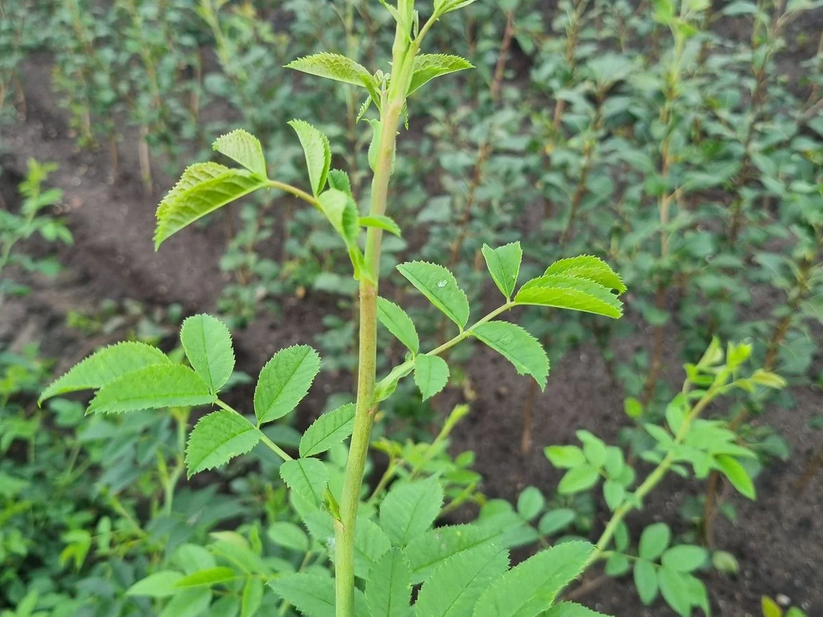 Young rose rootstocks in the nursery