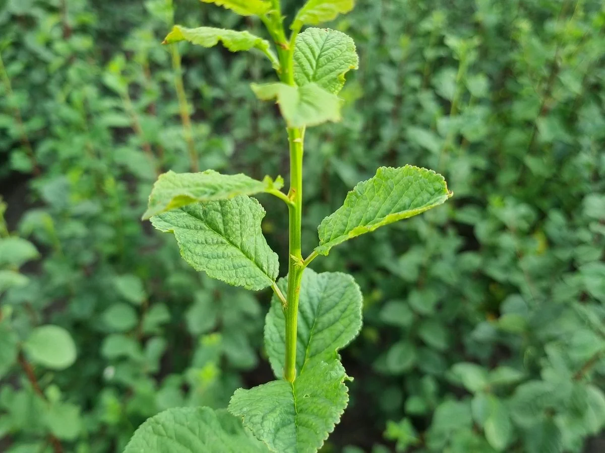 Young stone-fruit rootstocks in the nursery